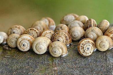 光子工作室群亮相GDC2025，分享海外工作室AAA游戏新进程